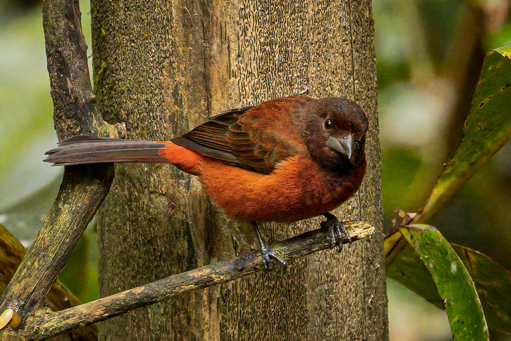 Crimson-backed Tanager
