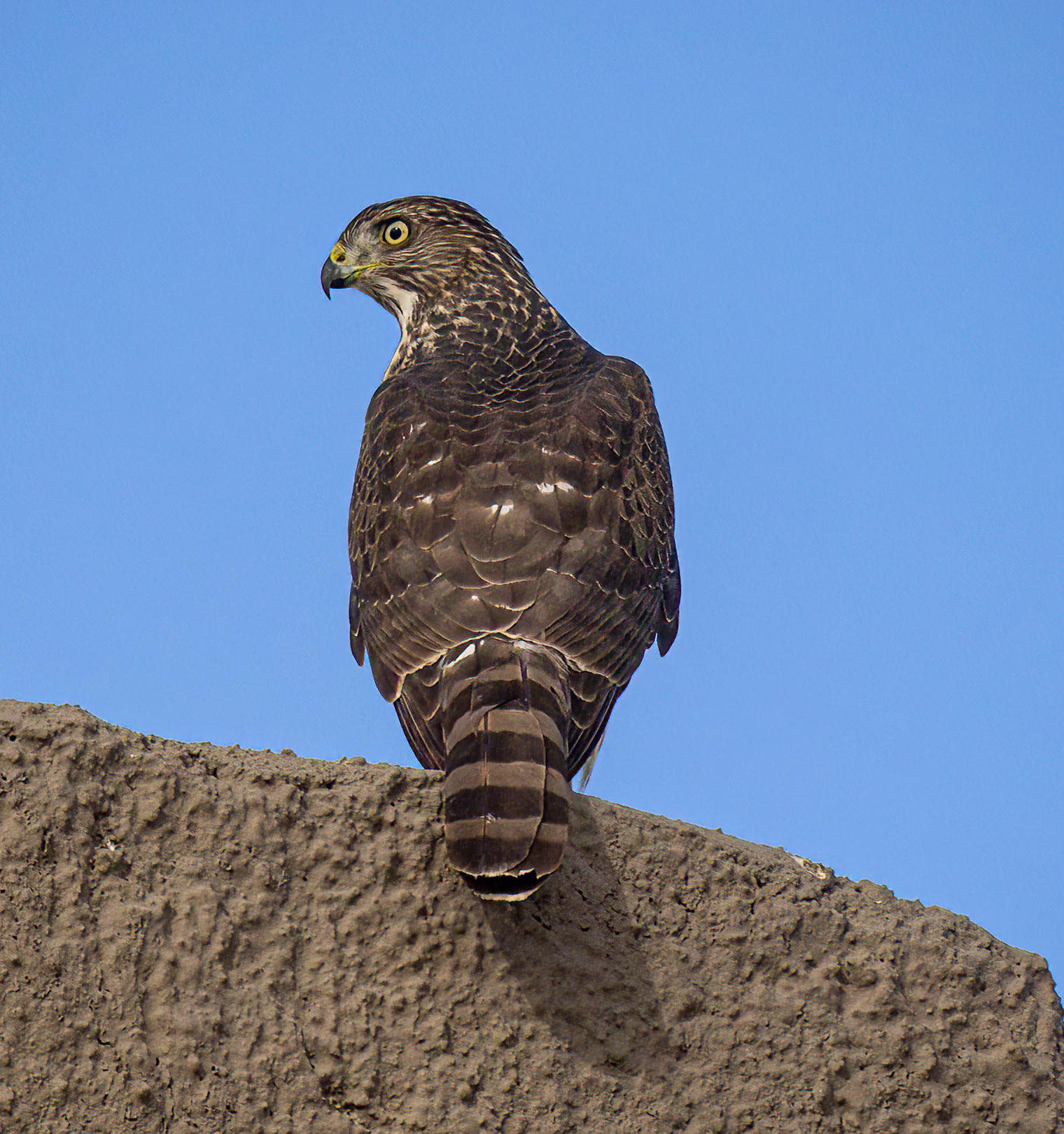 Cooper's Hawk
