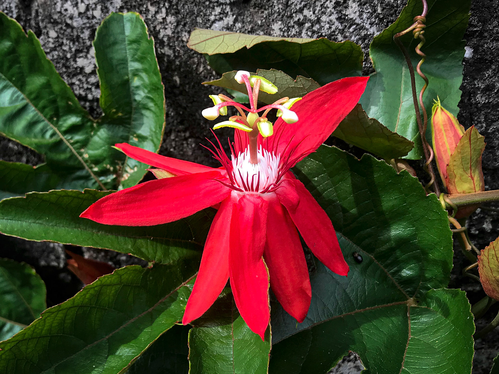 Detail, Hotel Bougainvillea
