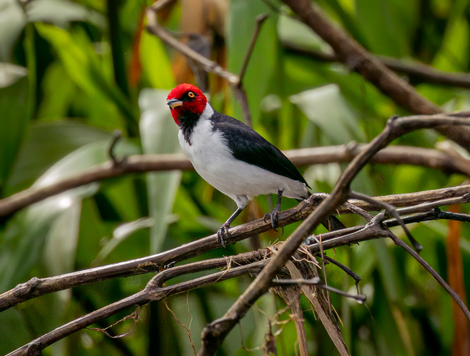 Red-capped Cardinal