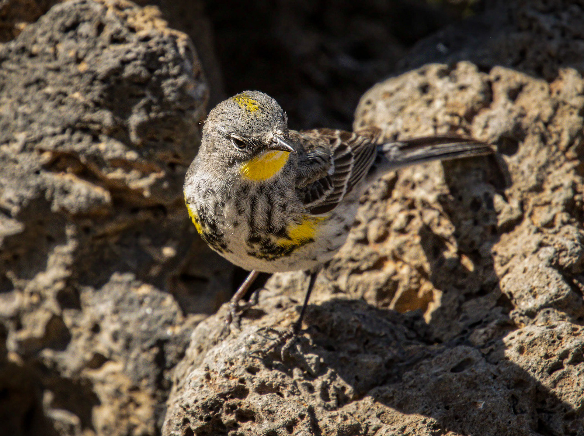 Yellow-rumped Warbler