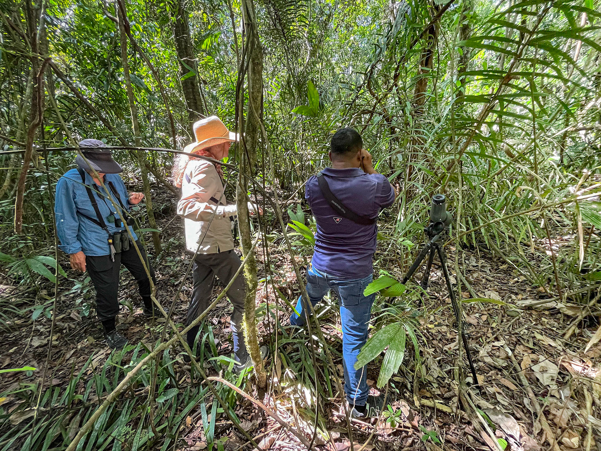 Looking for Antbirds and all we got were chiggers. Ugh!