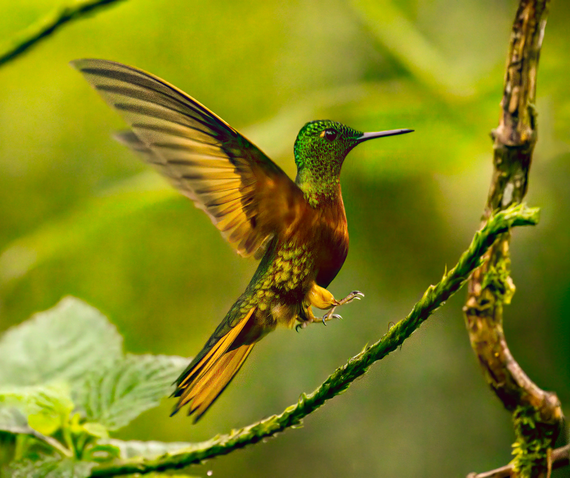 Chestnut-breasted Coronet