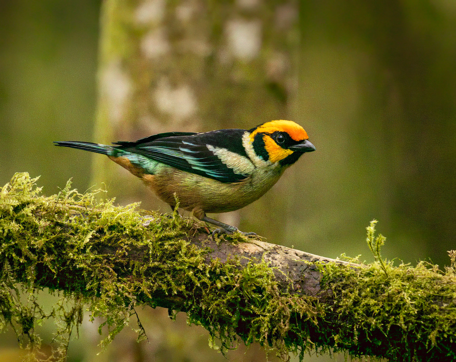 Flame-faced Tanager
