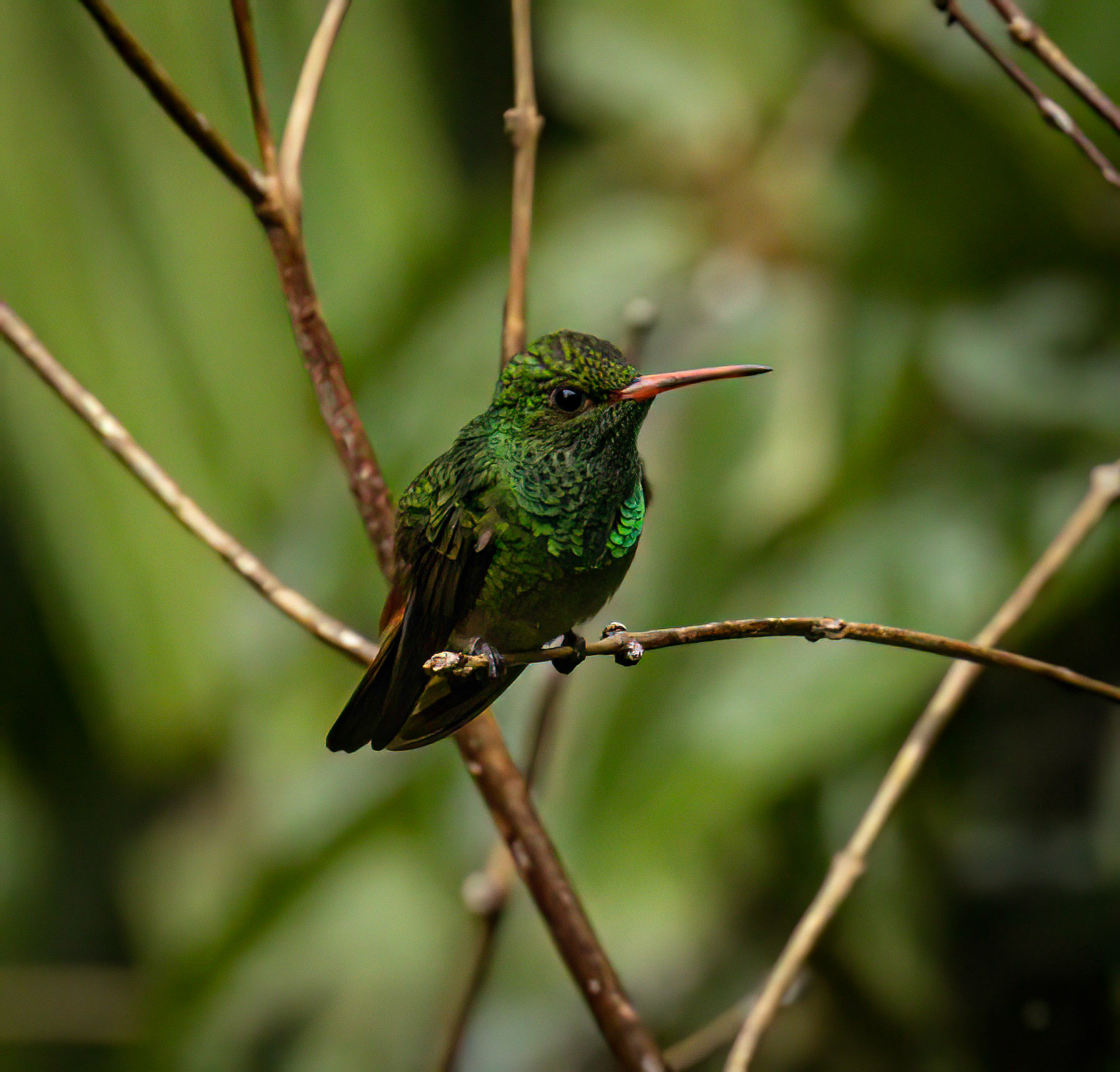 Rufous-tailed Hummingbird
