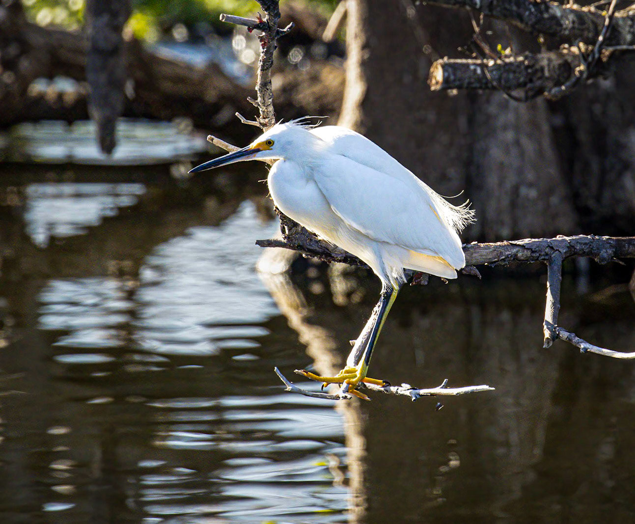 Snowy Egret
