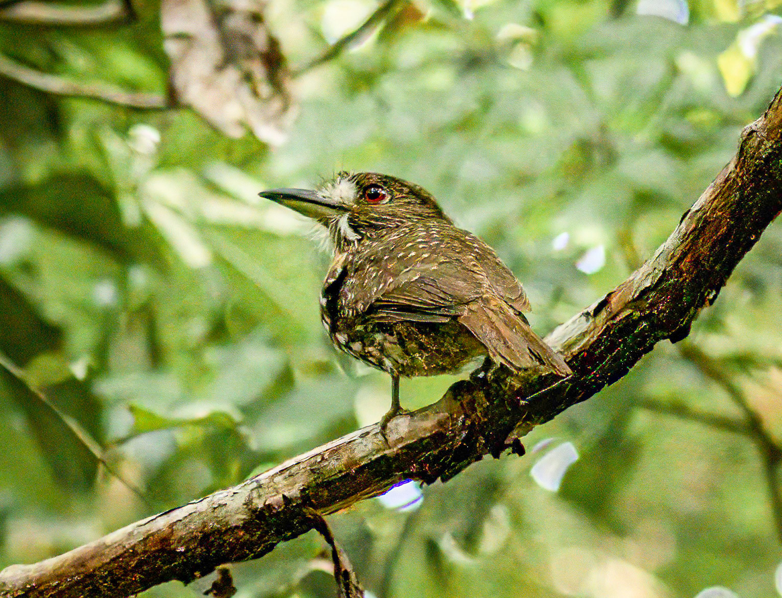 White-whiskered Puffbird