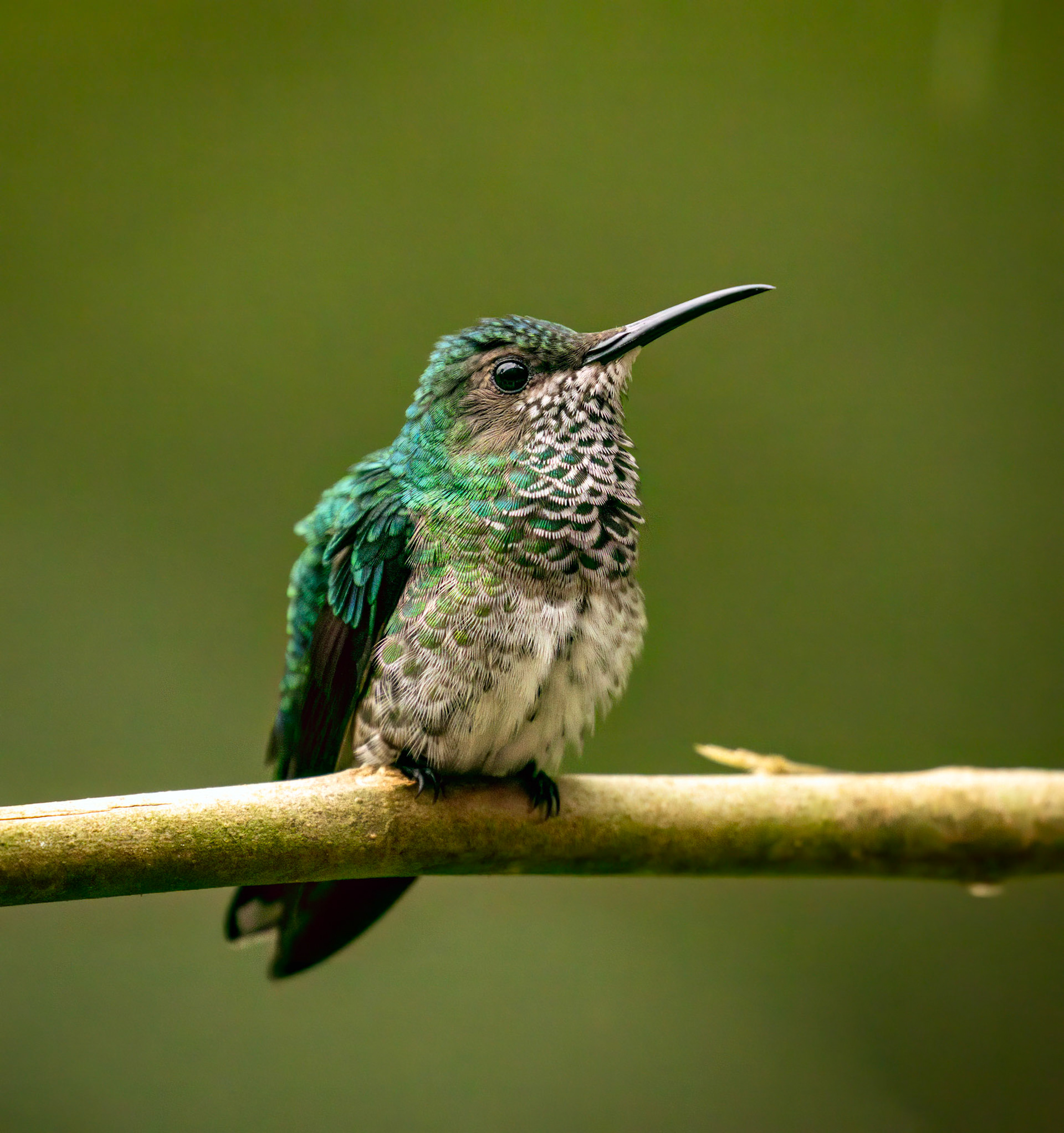White-necked Jacobin