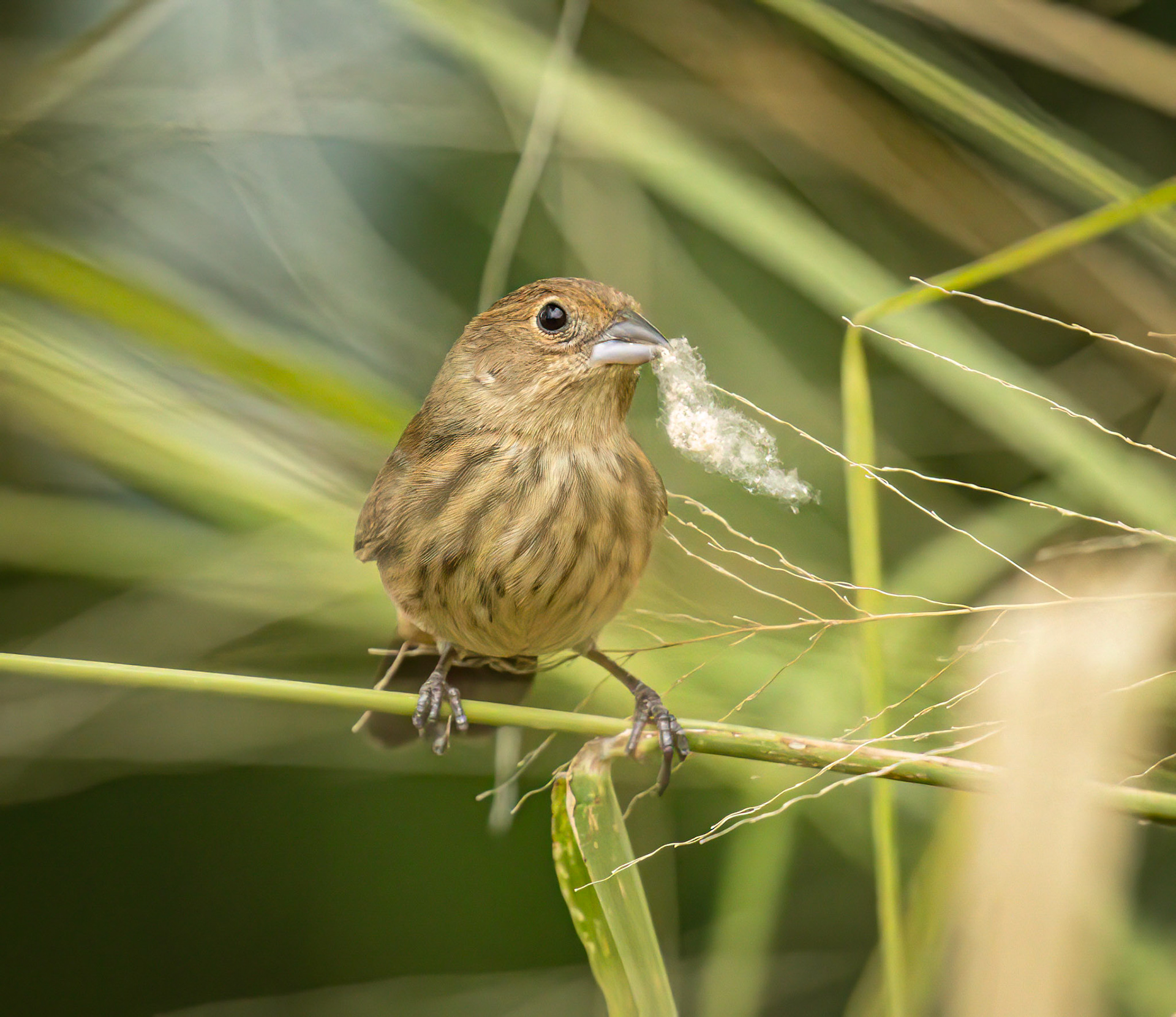 Blue-black Grassquit (female)