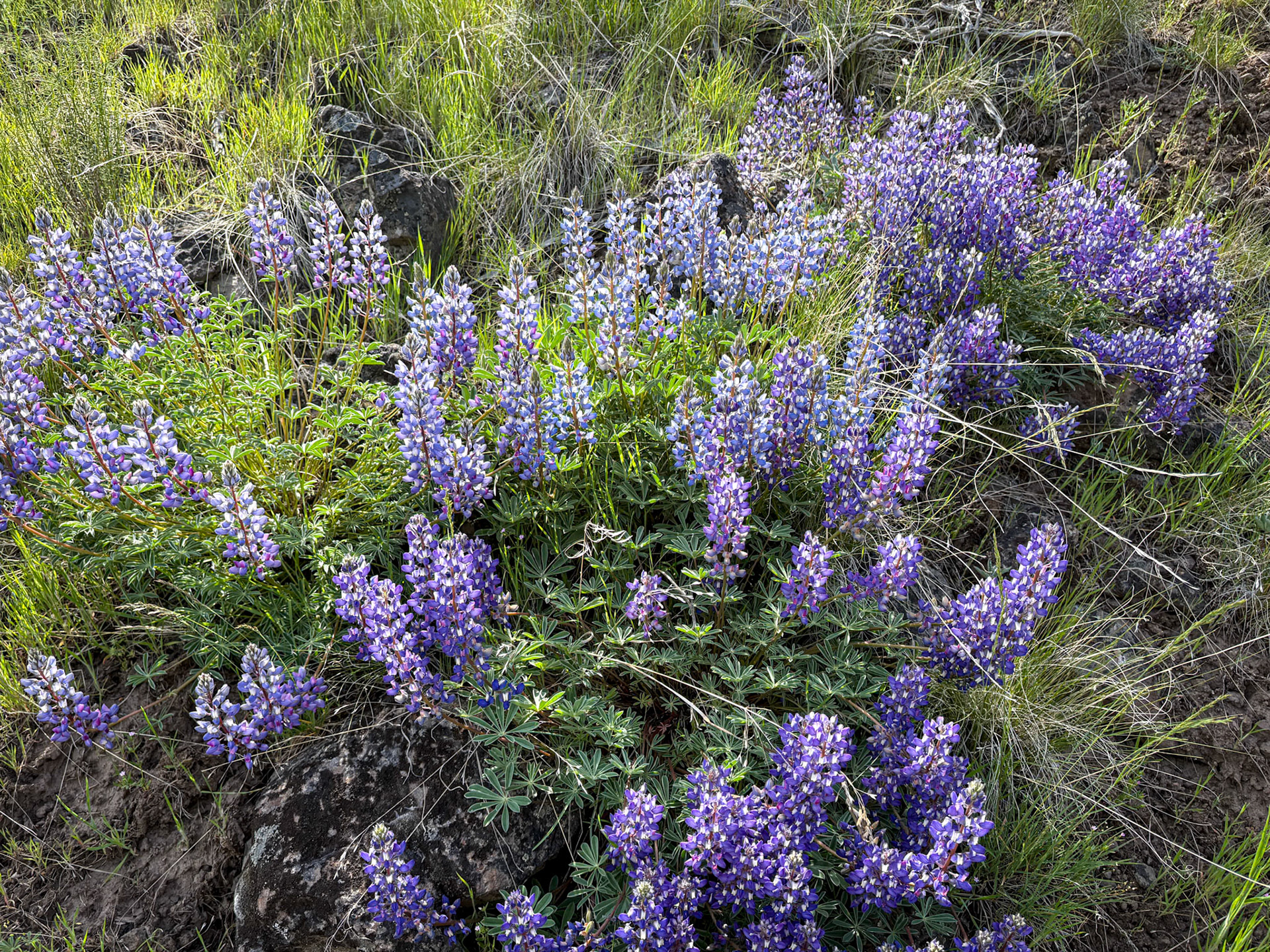 Lupine along Wilderness Trail