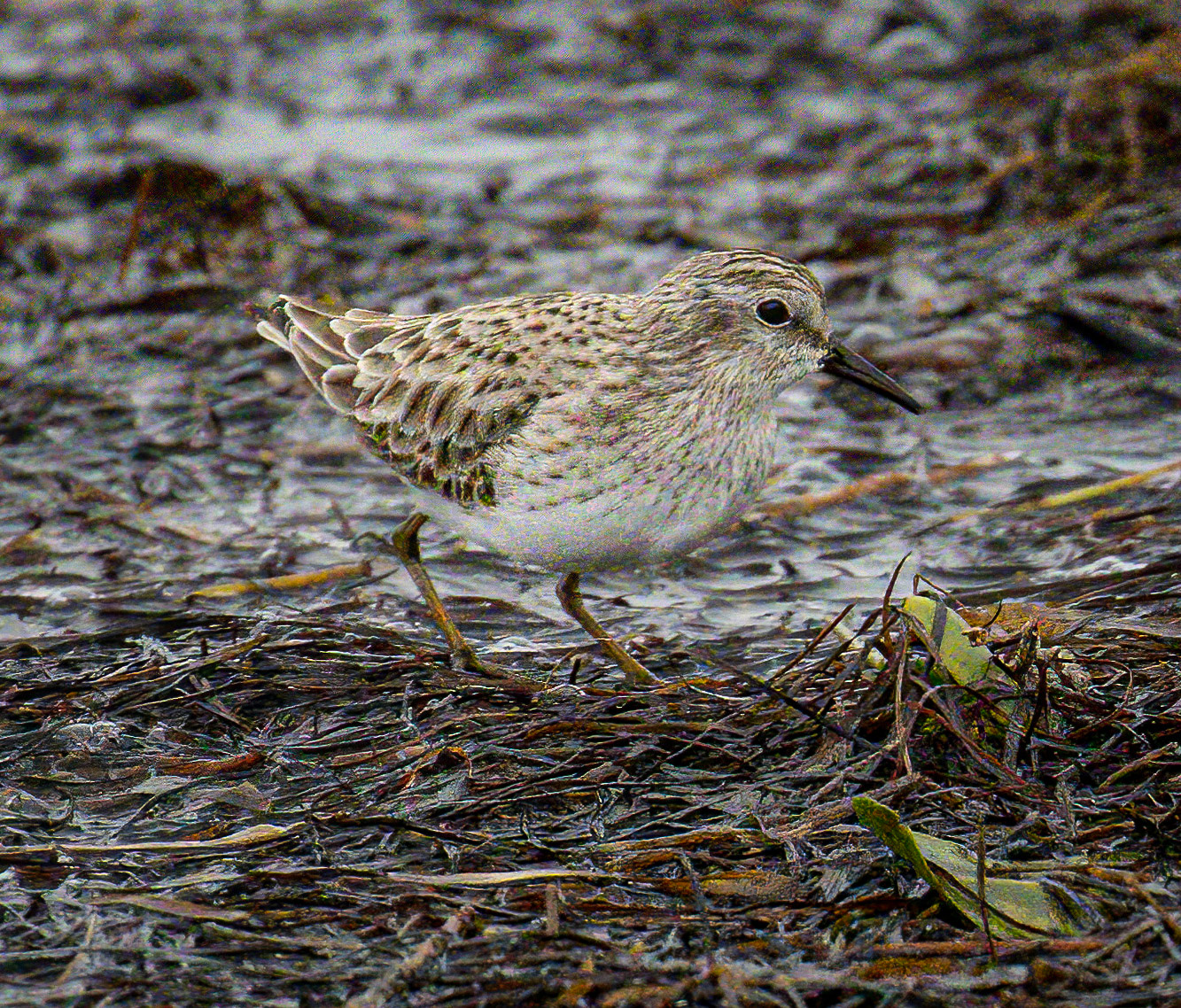 Least Sandpiper