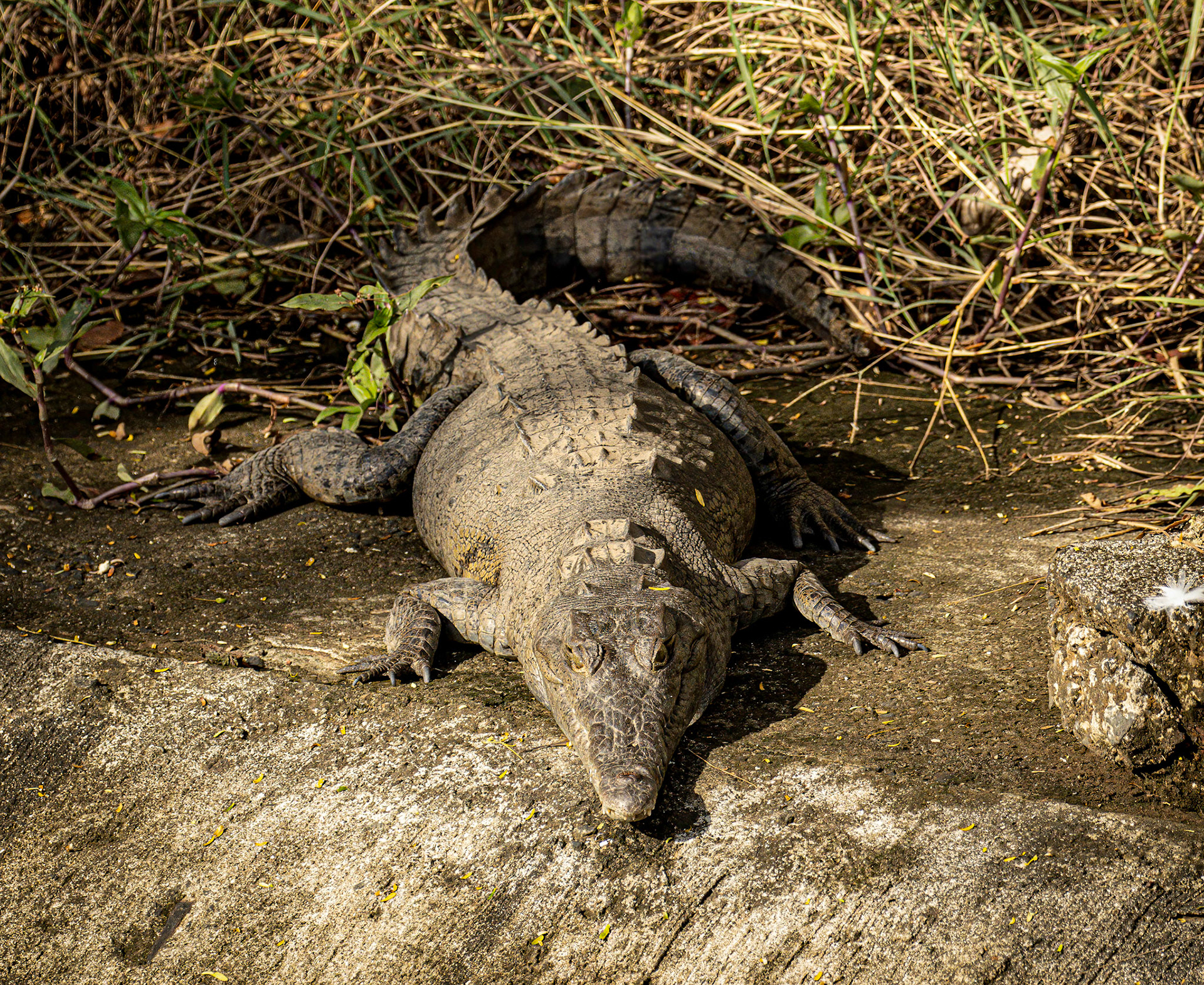 Caman in canal near airport