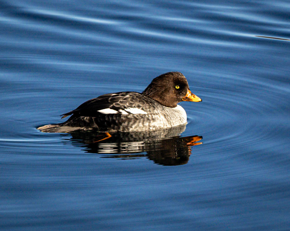Barrow's Golden-eye Duck