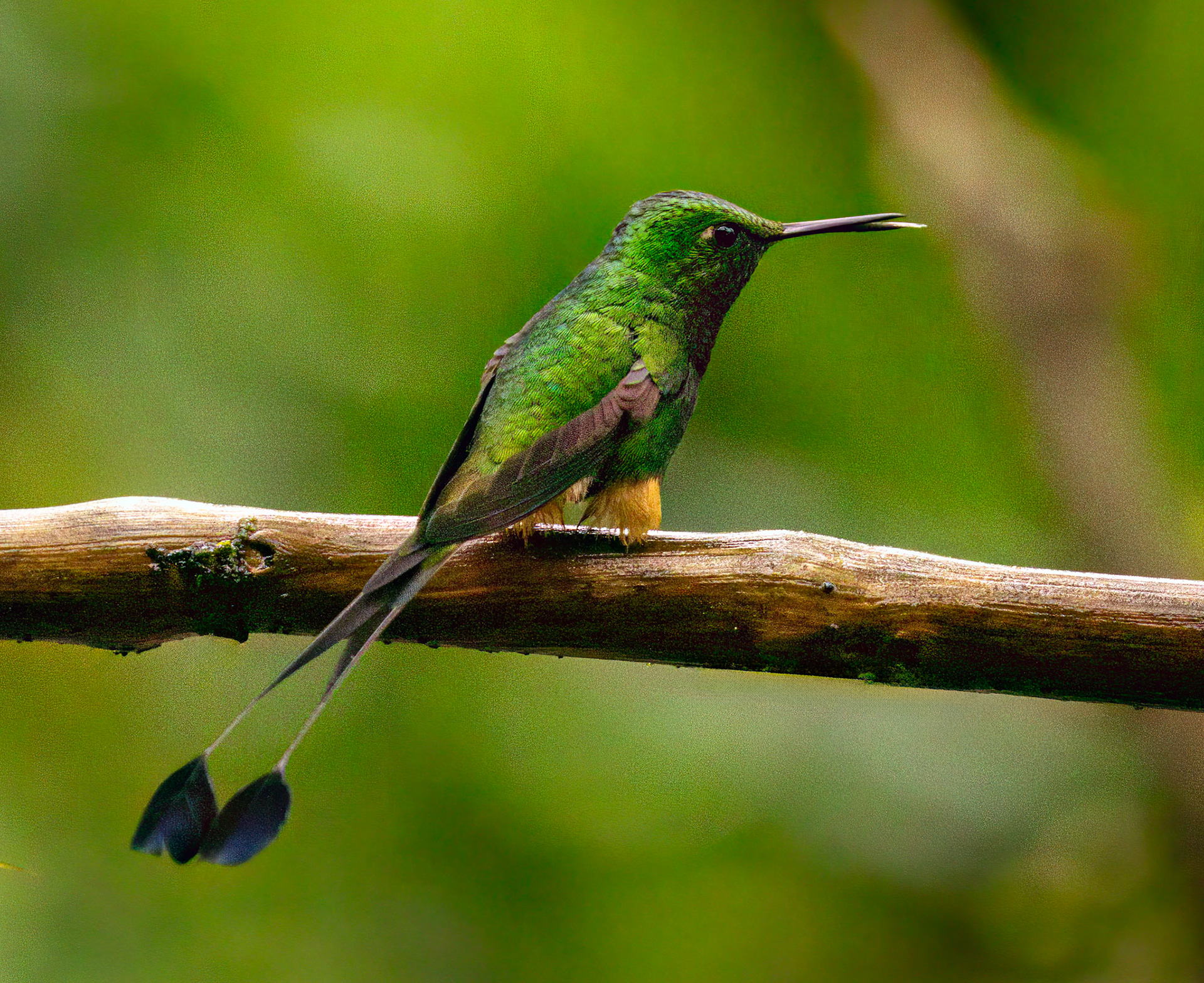 Peruvian Racket-tail