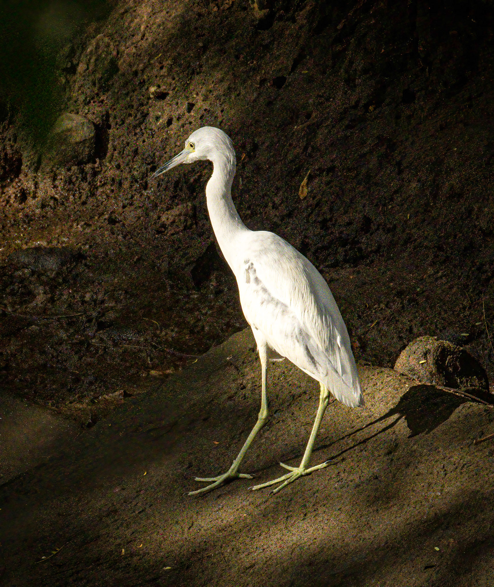 Little Blue Heron - Juvenile