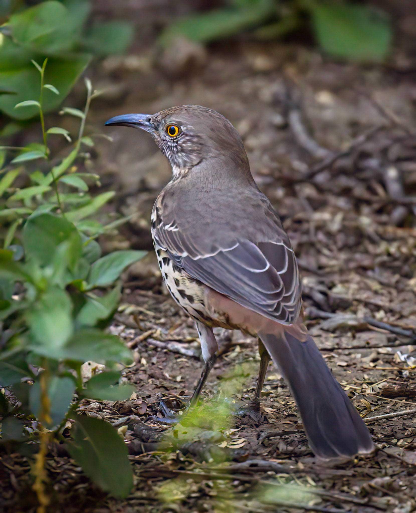 Gray Thrasher