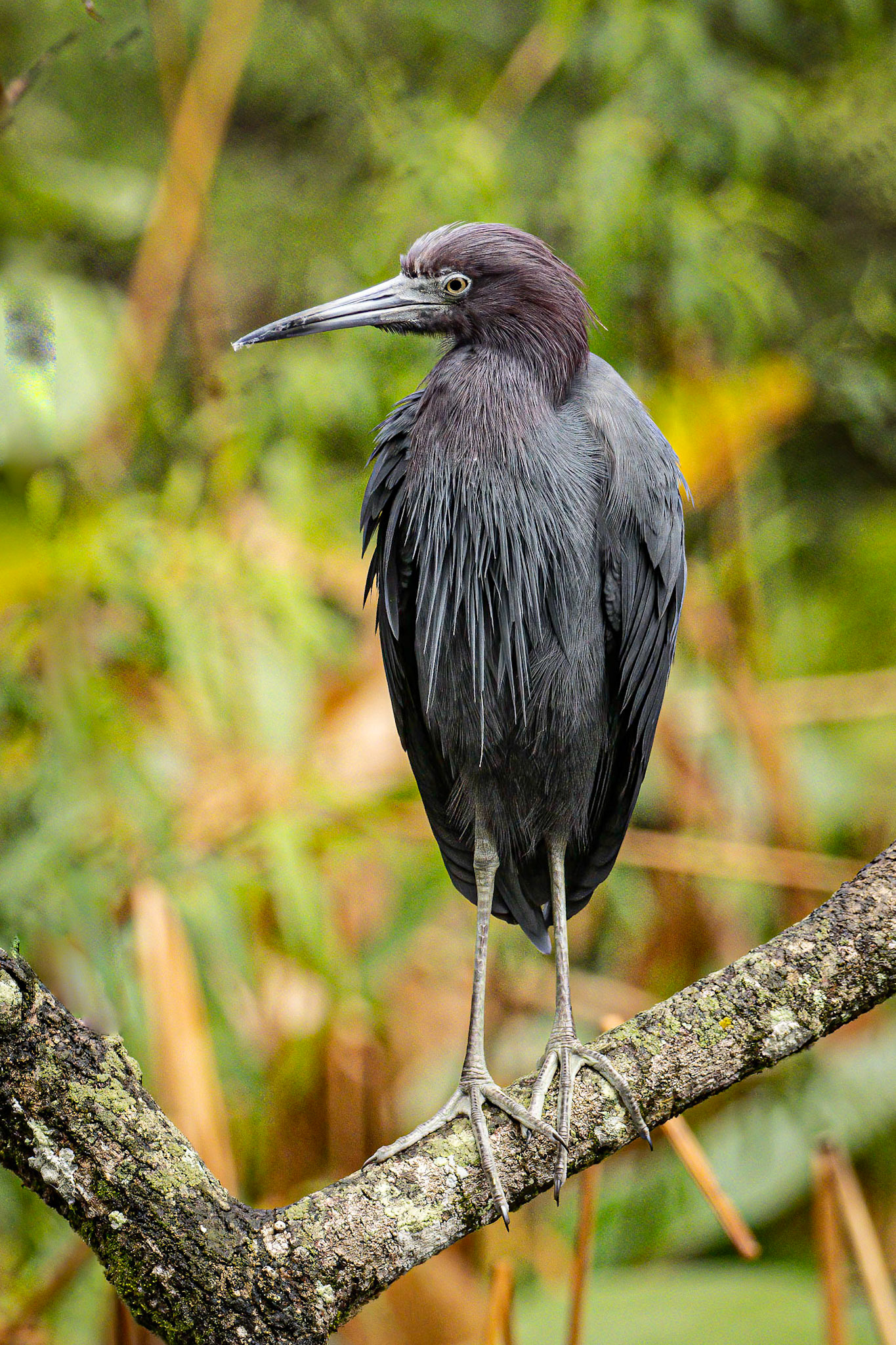 Little Blue Heron