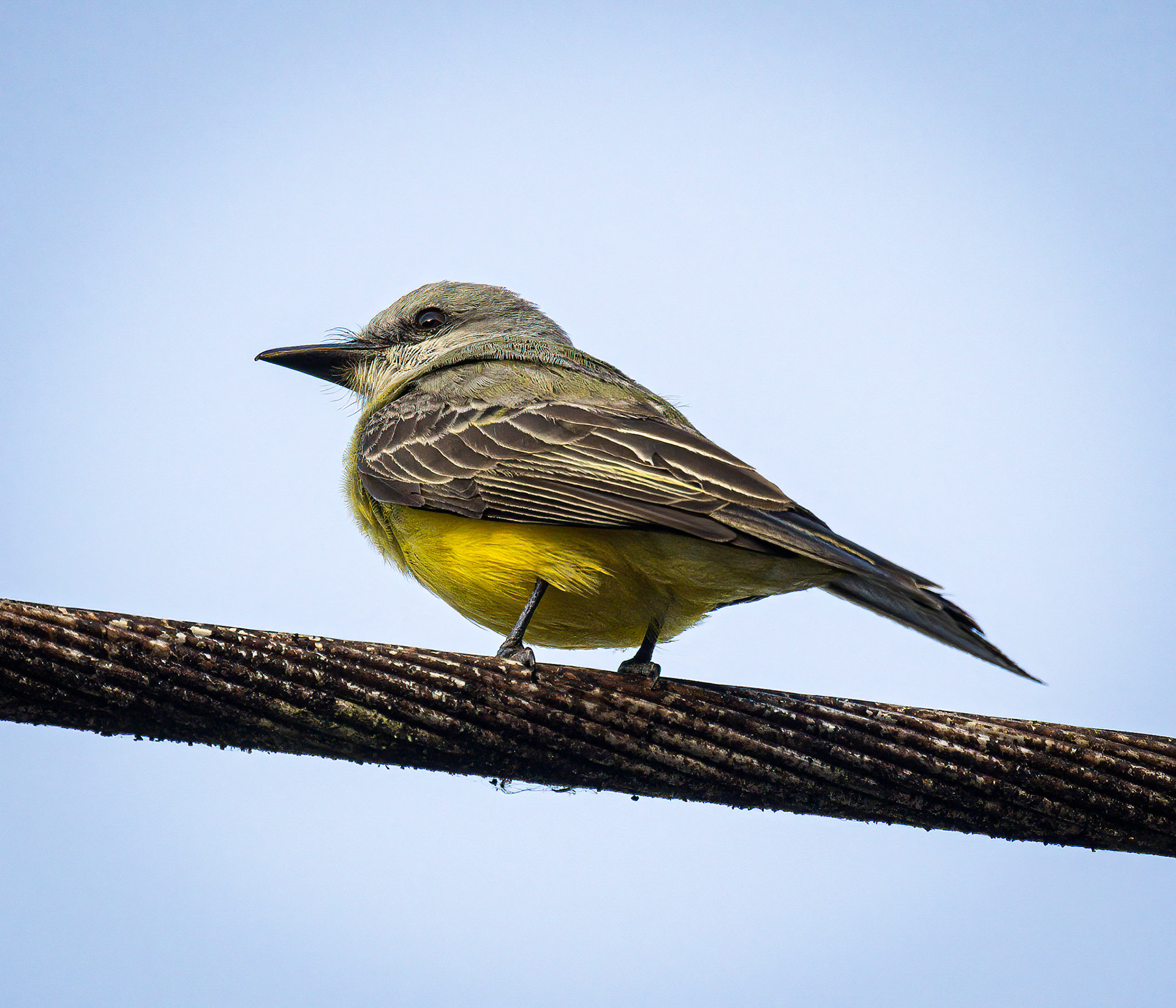 Tropical Kingbird