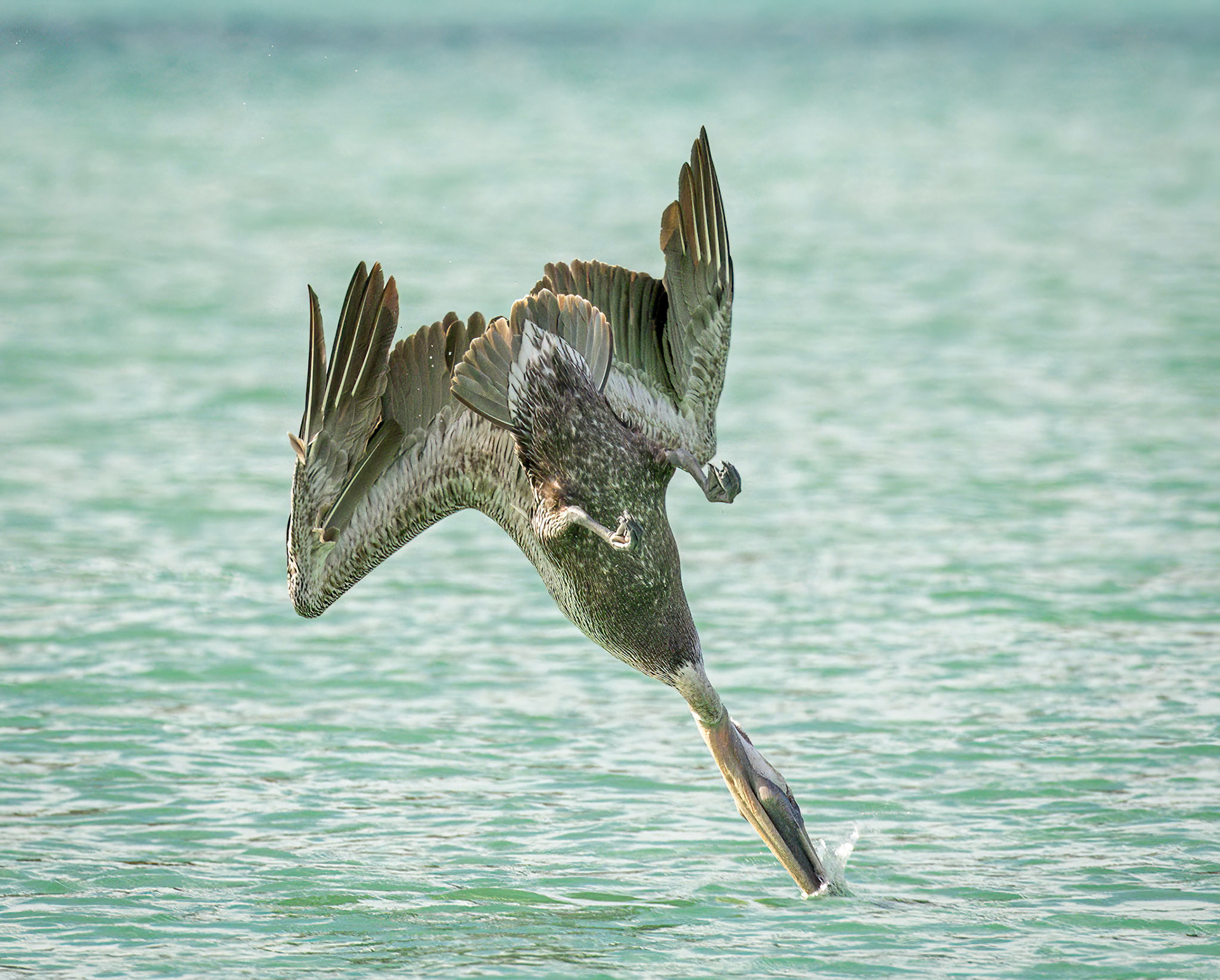 Brown Pelican