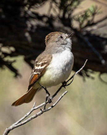 Ash-throated Flycatcher