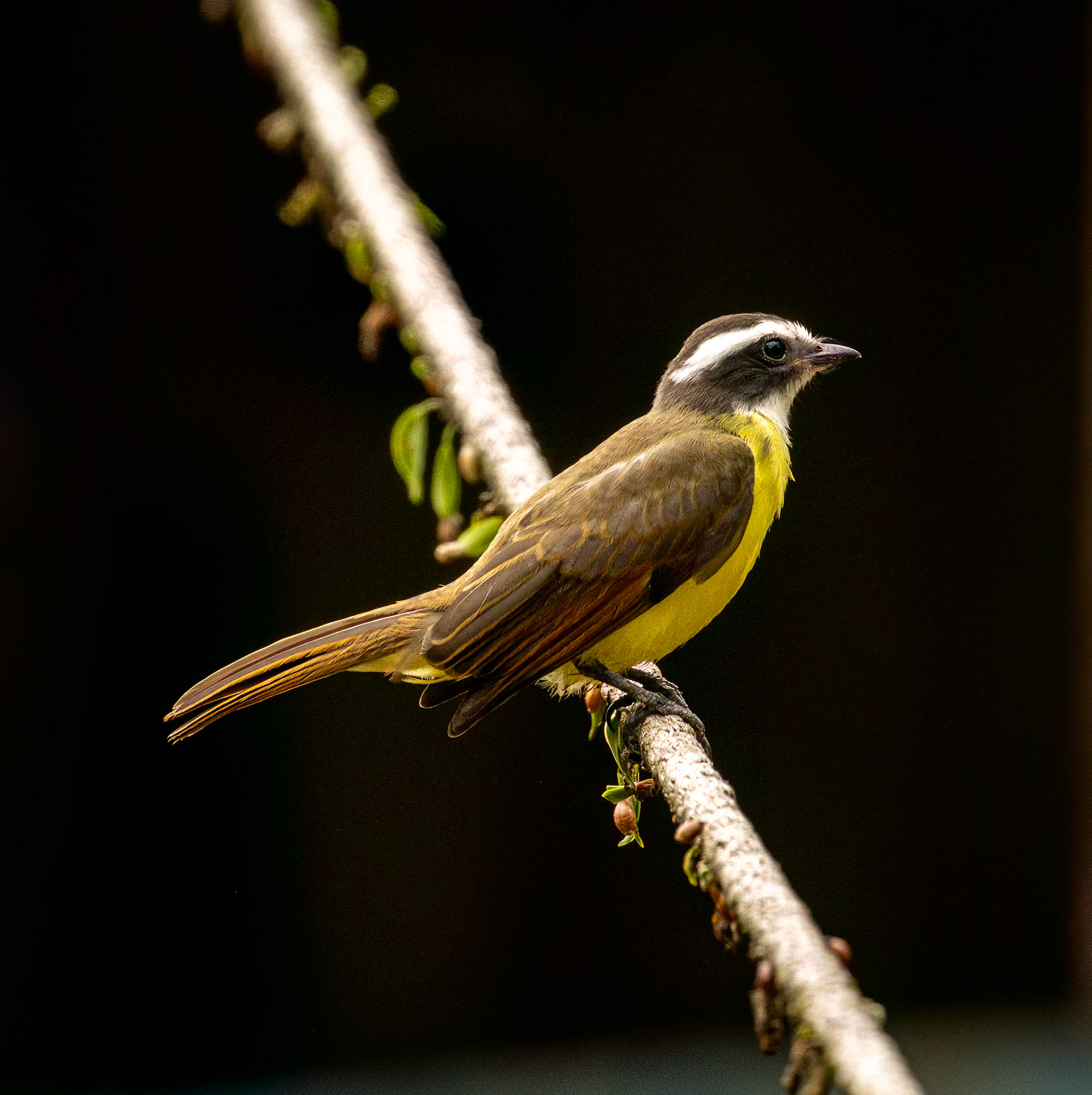 Rusty-margined Flycatcher