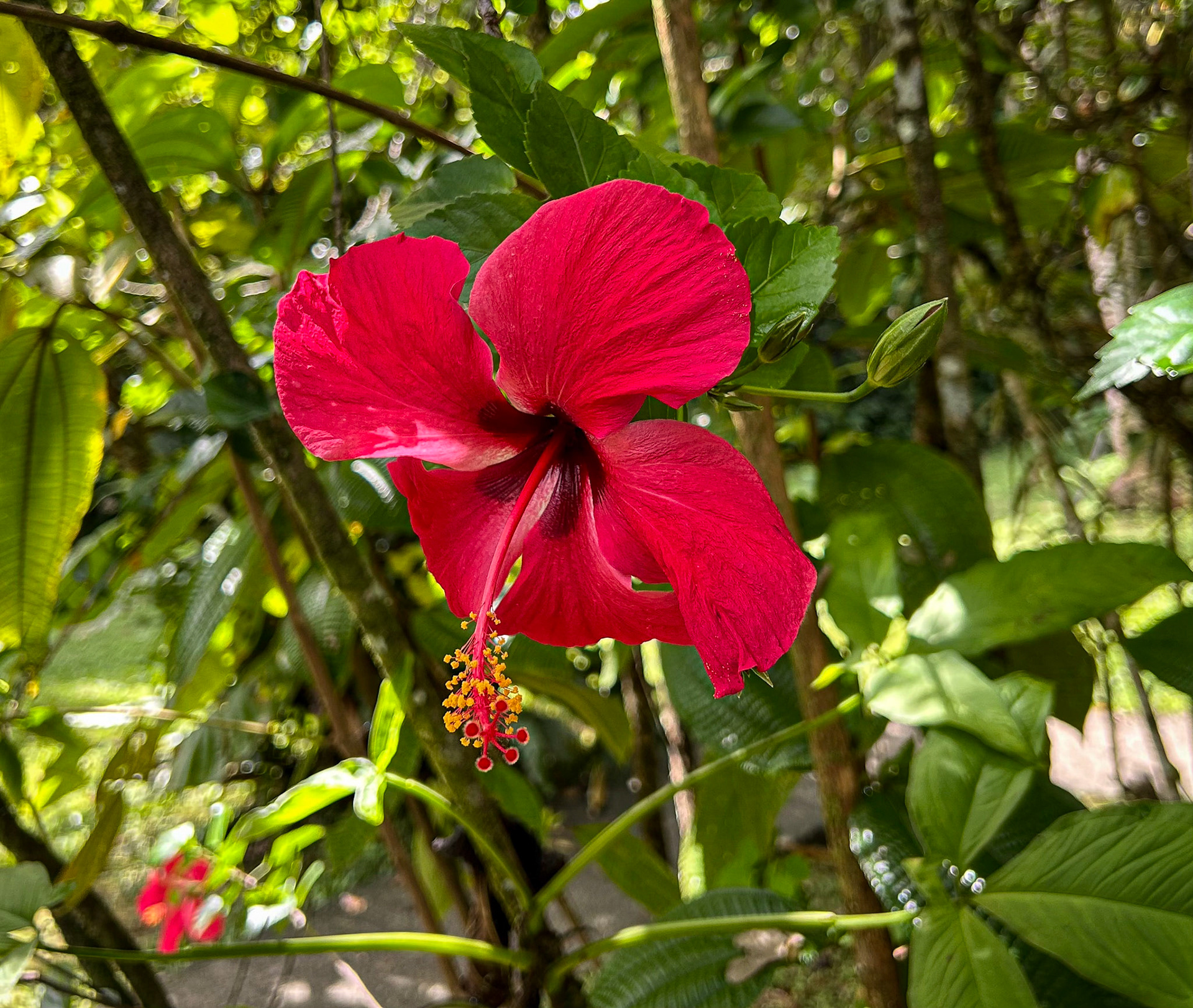 Hibiscus on the Tranquilo Bay property.