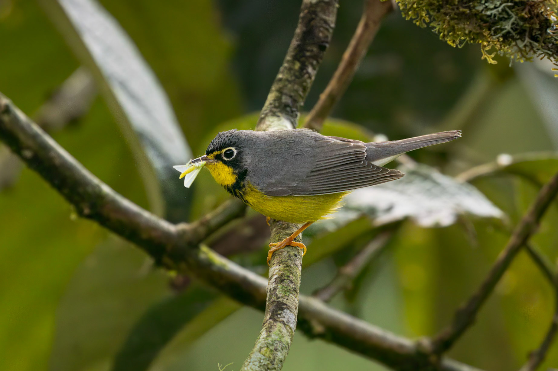Canada Warbler