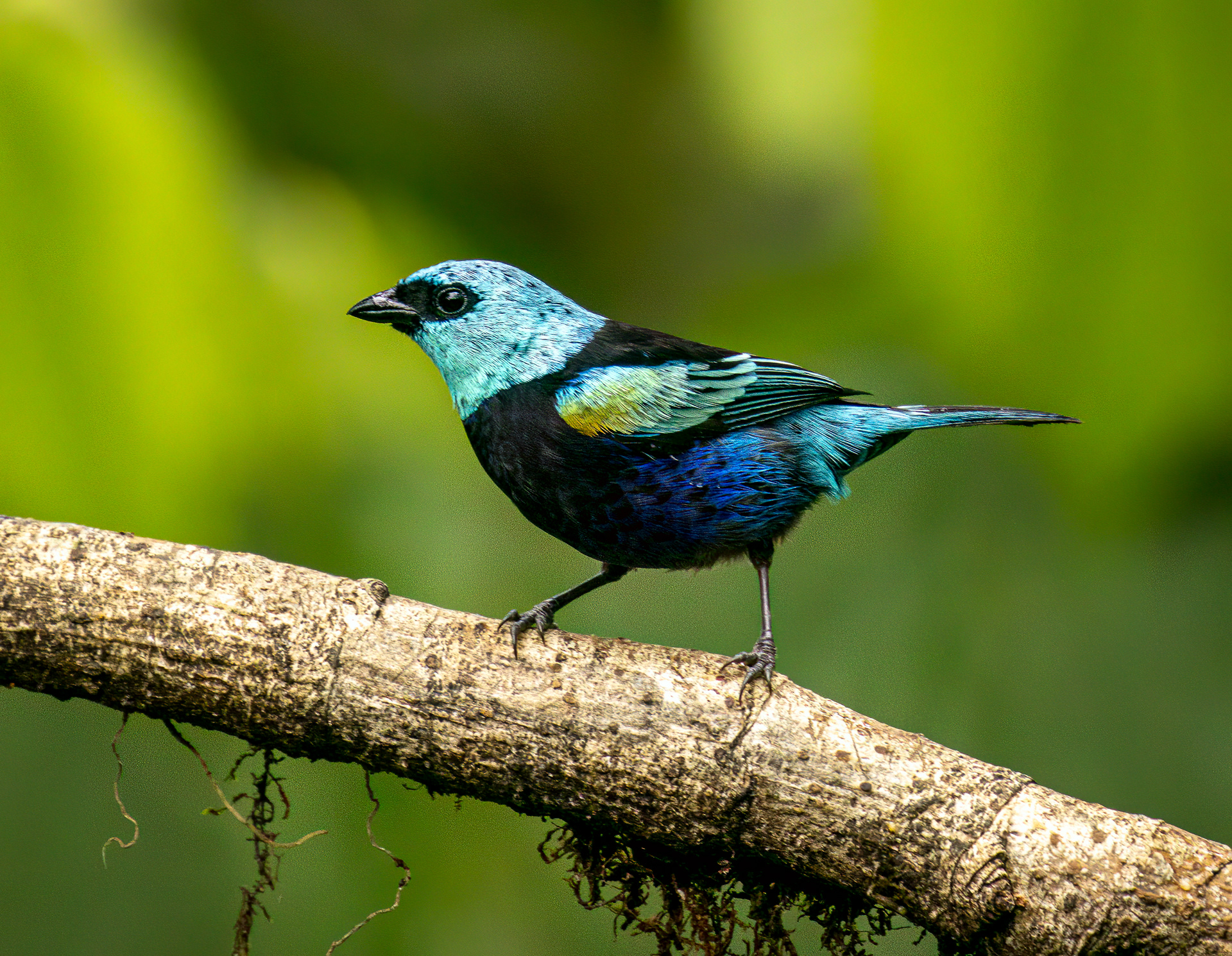 Blue-necked Tanager