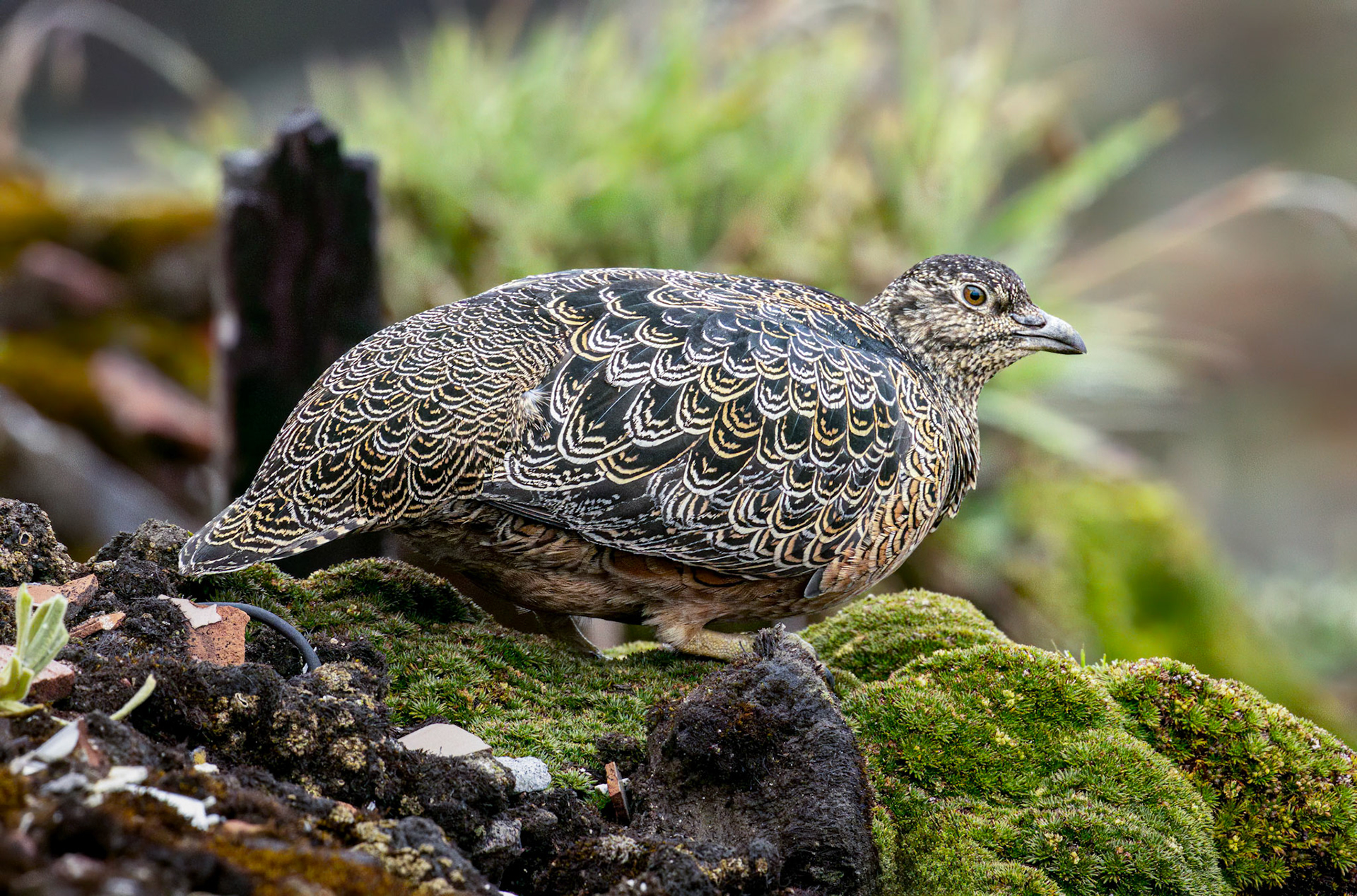 Rufous-bellied Seedsnipe