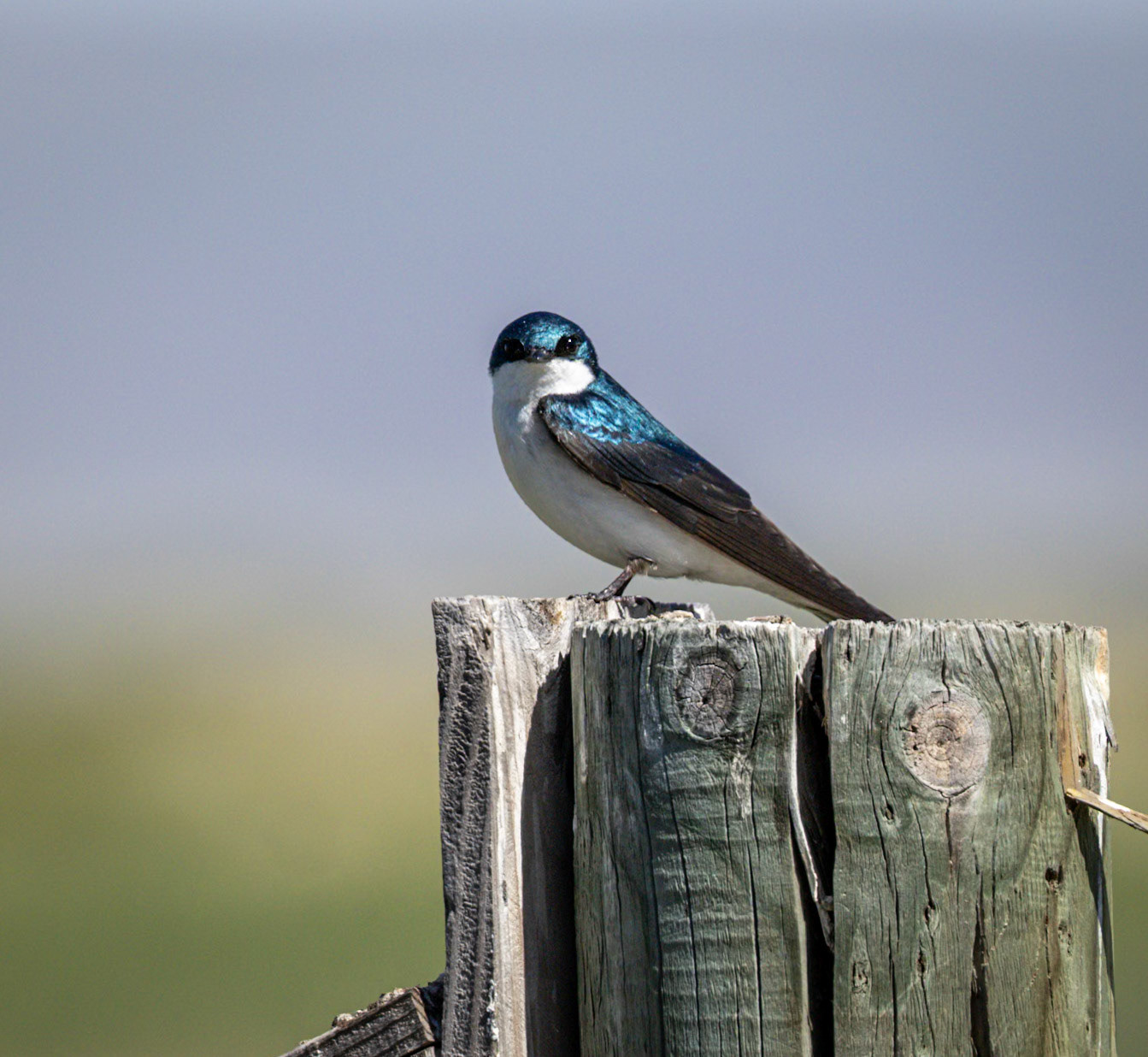 Tree Swallow
