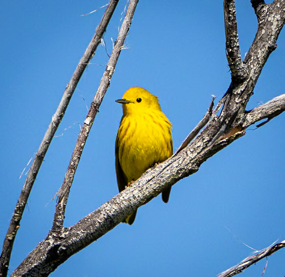 Yellow Warbler