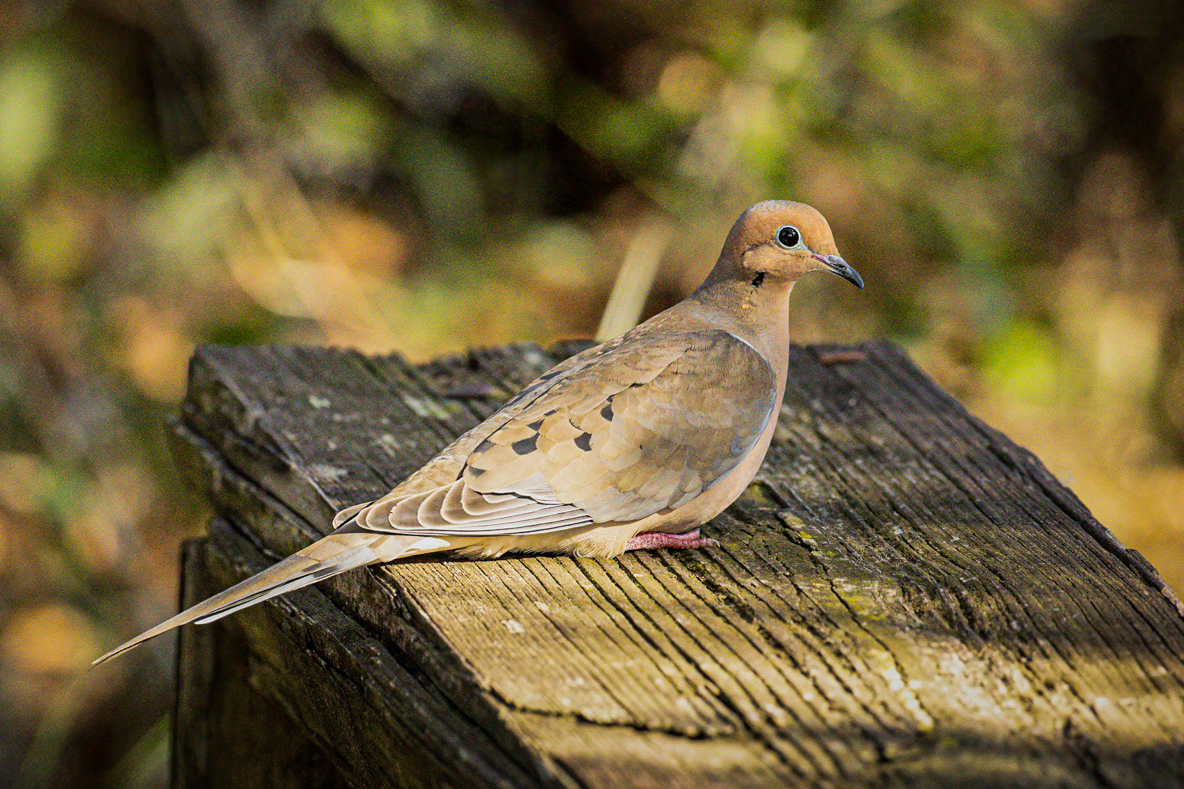 Mourning Dove