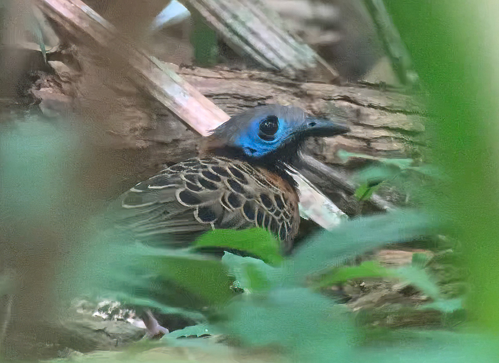 Scope photo of the Ocillated Antbird in an ant swarm.