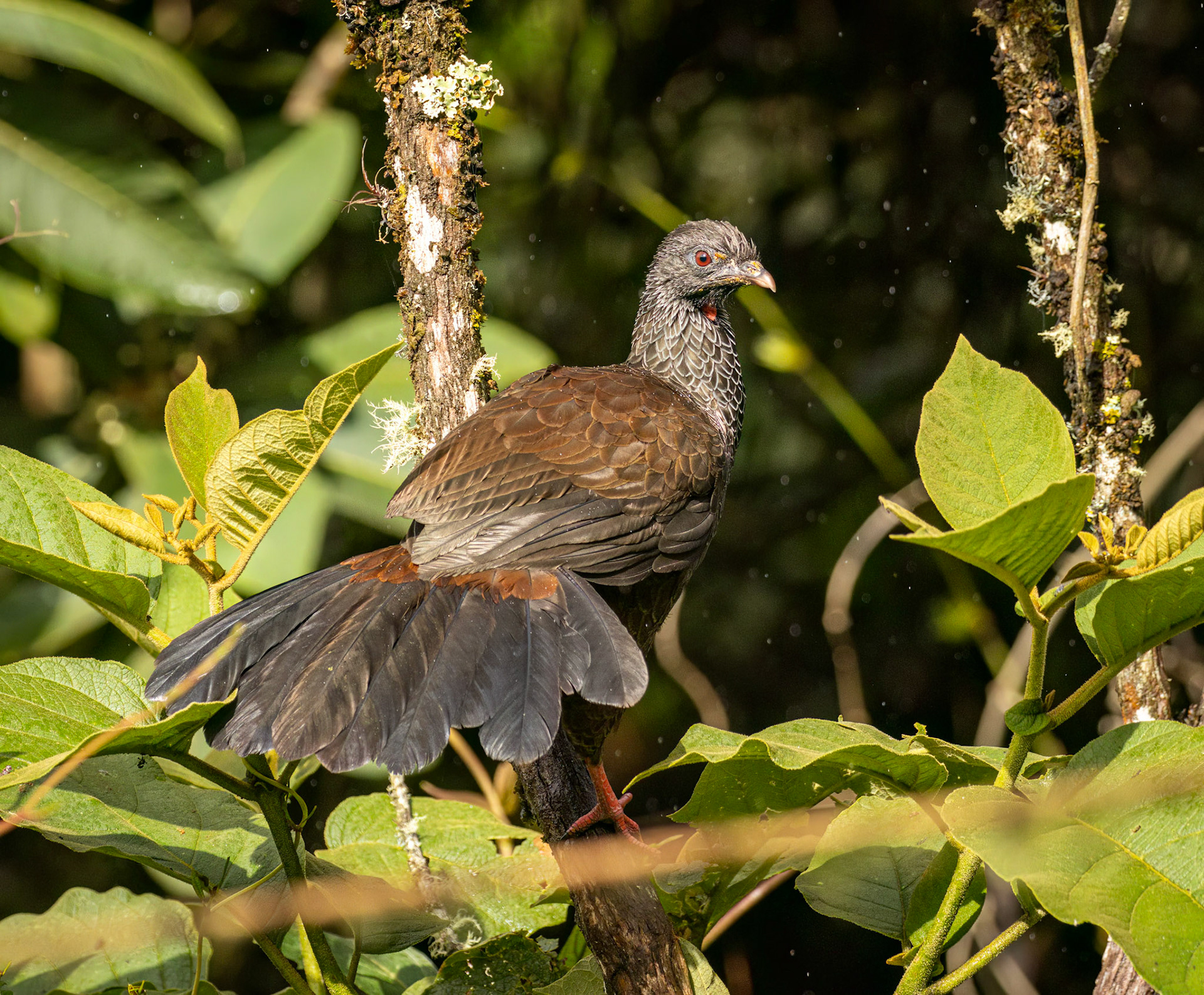 Andean Guan