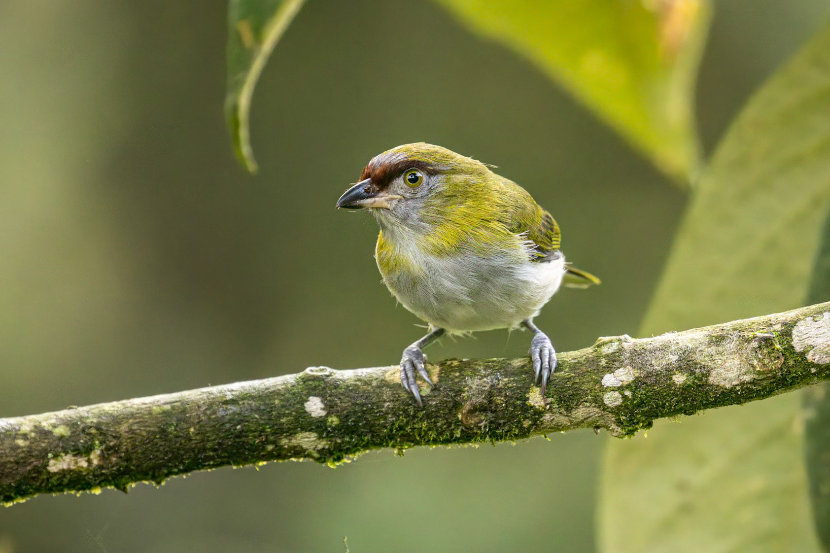 Black-billed Peppershrike