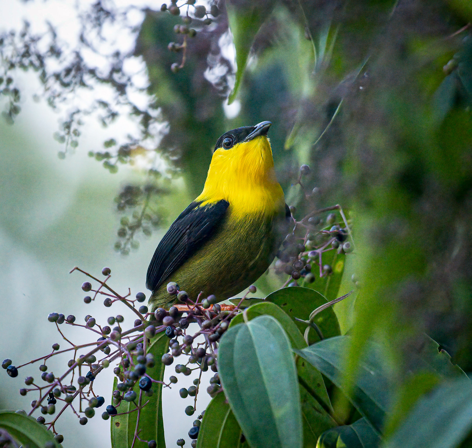 Golden-collared Manakin