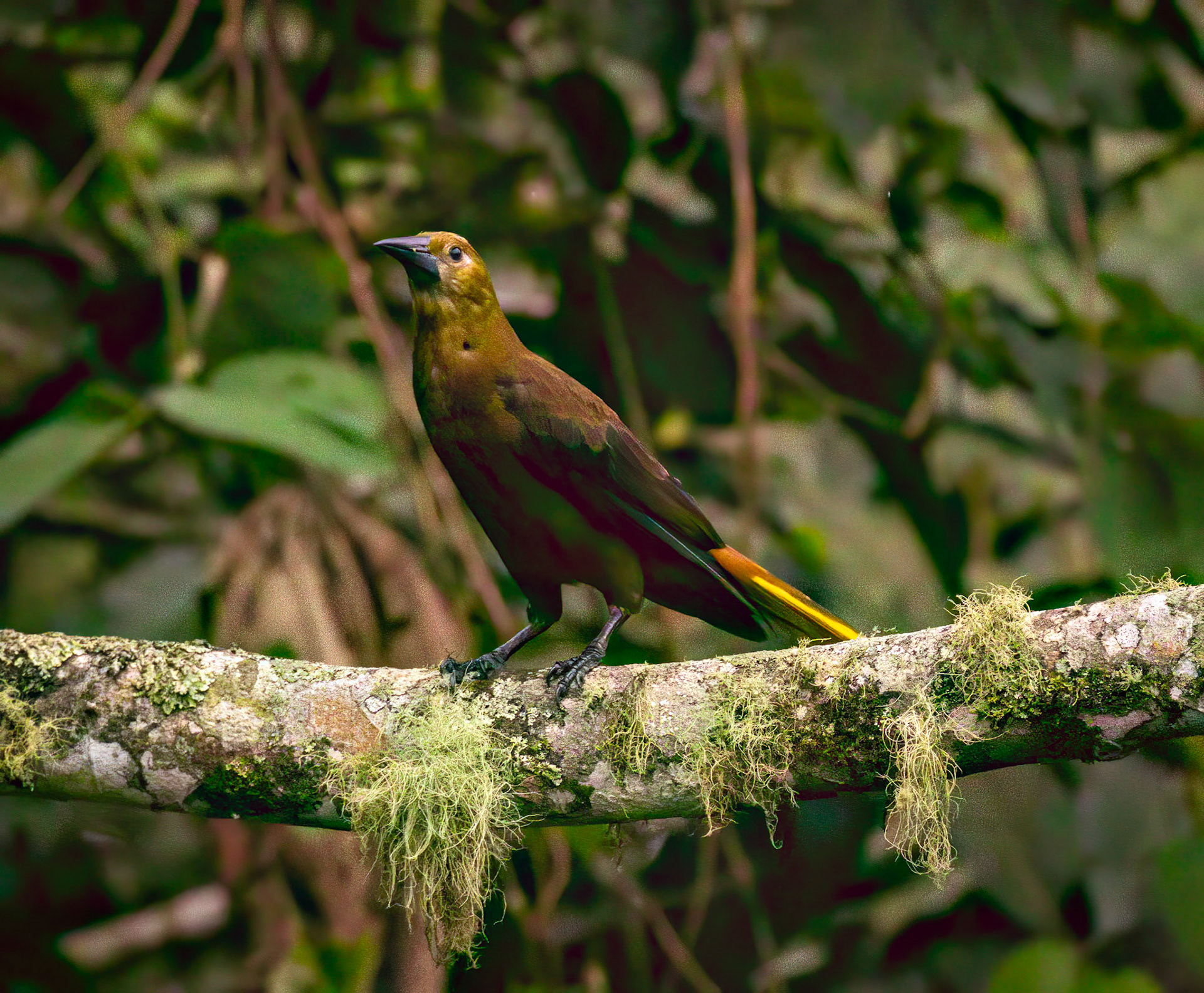 Russet-backed Oropendola