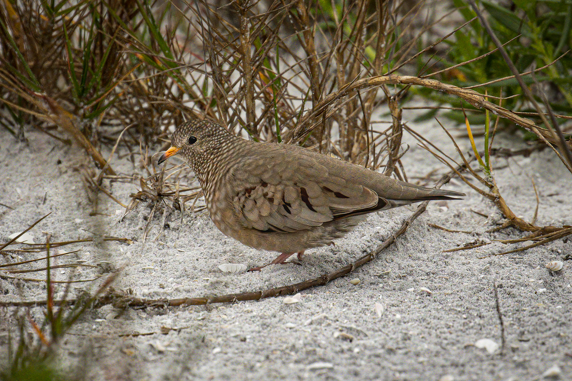 Common Ground Dove
