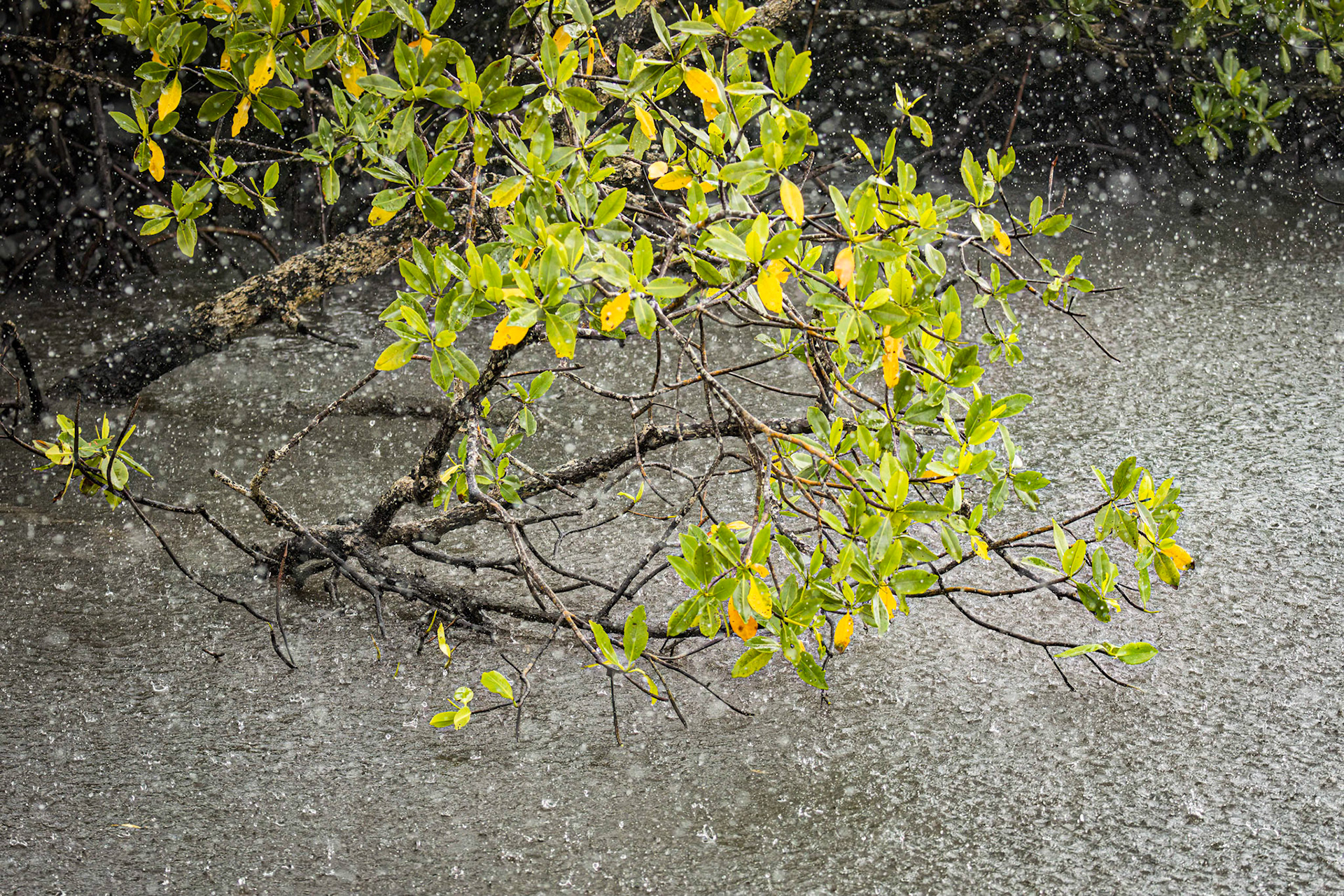 Rainfall on the Mangrove forest.