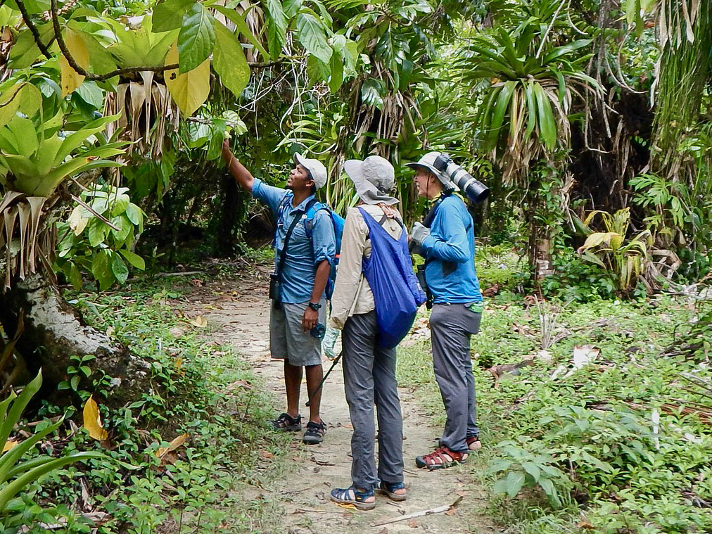 Birding the trail at Cayo Zapatilla, Bastimentos National Marine Park