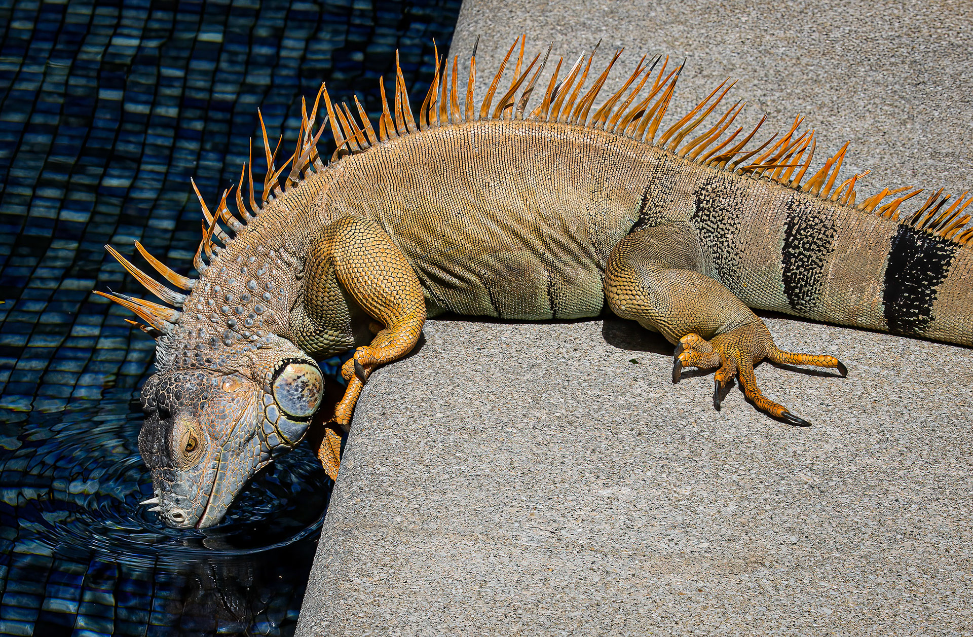 Green Iguana