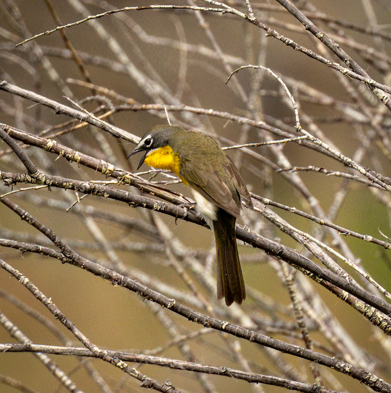 Yellow-breasted Chat
