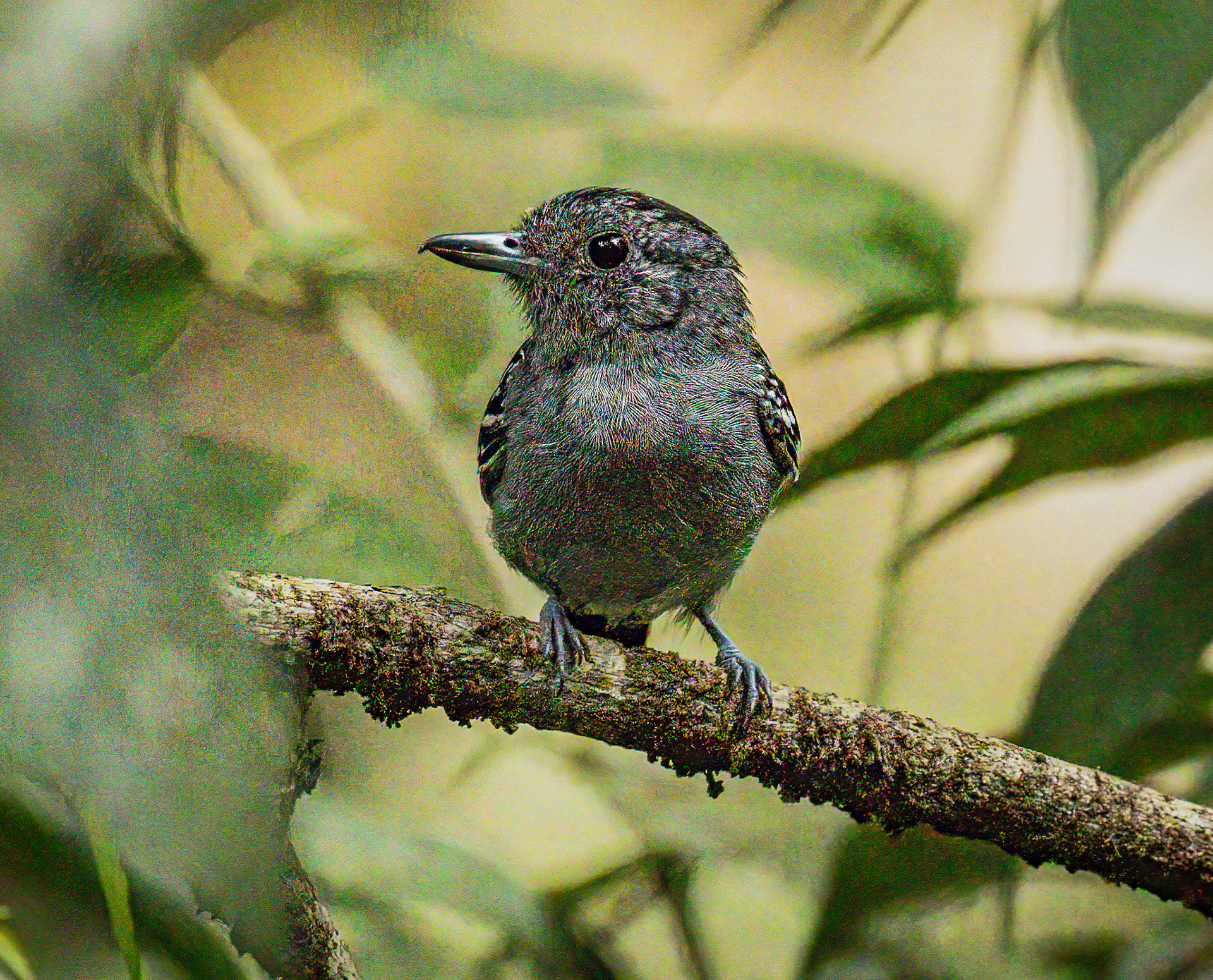 Black-crowned Antshrike (male)