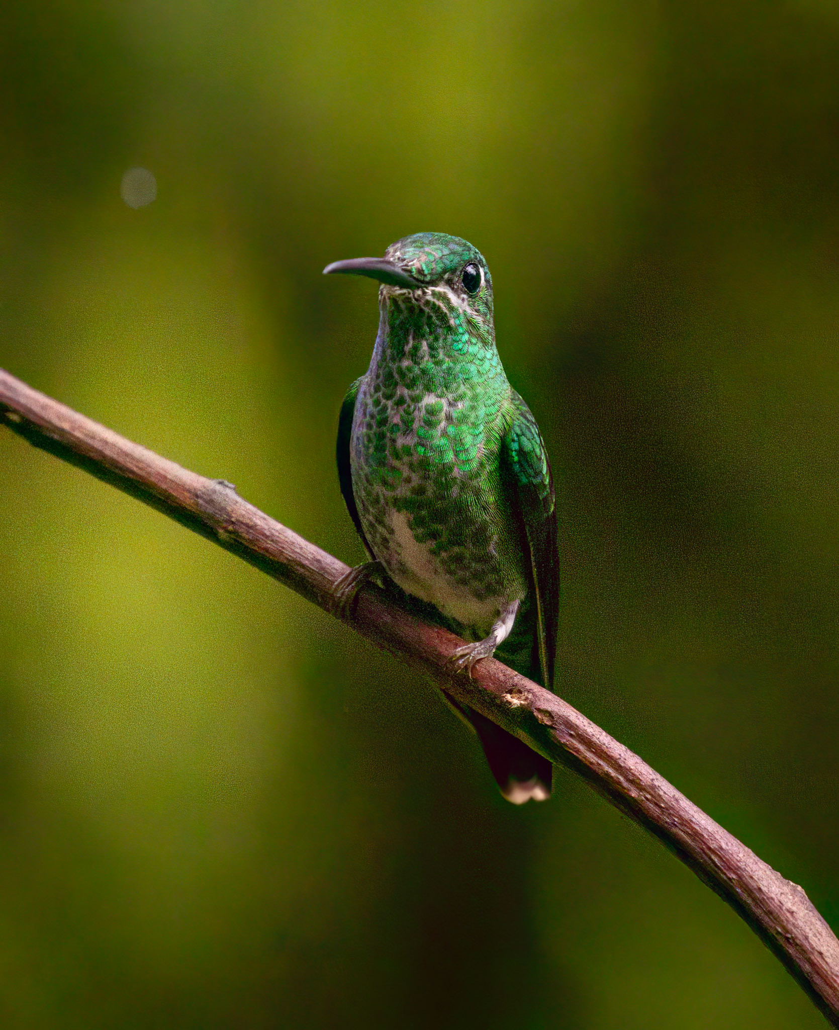 Green-crowned Brilliant