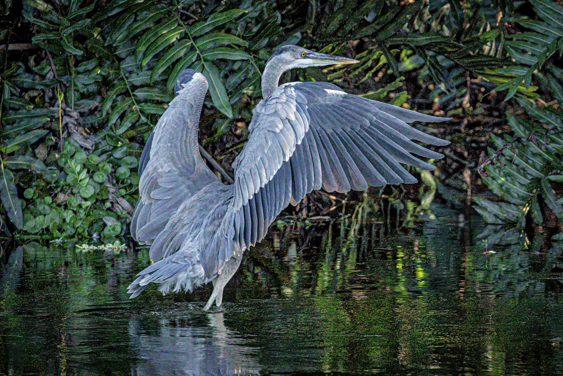 Great Blue Heron