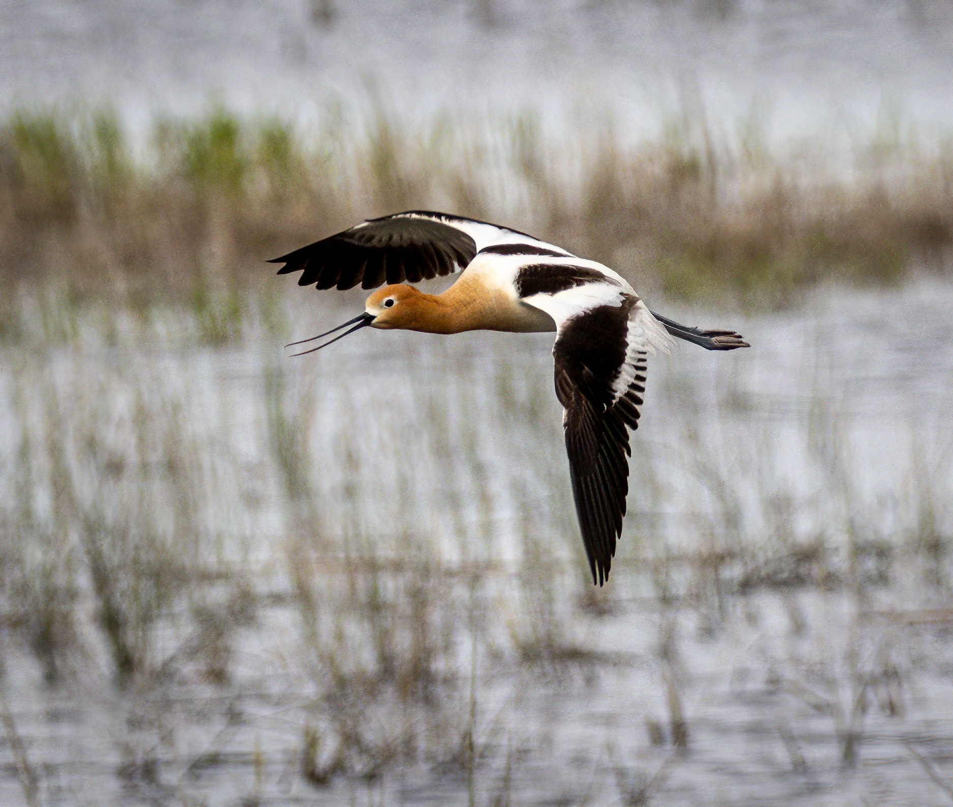American Avocet