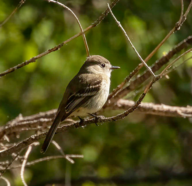 Hammond's Flycatcher