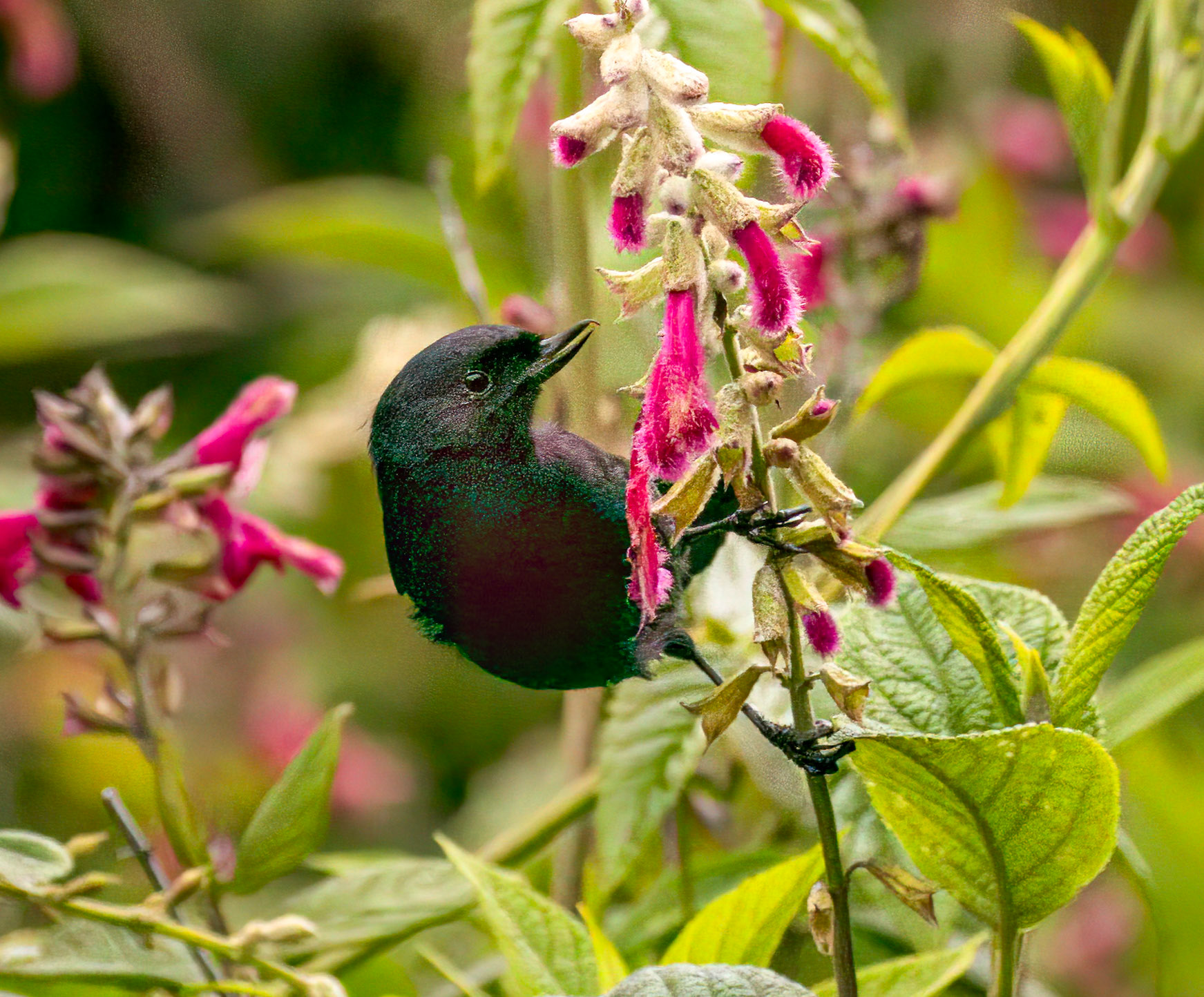 Black Flowerpiercer