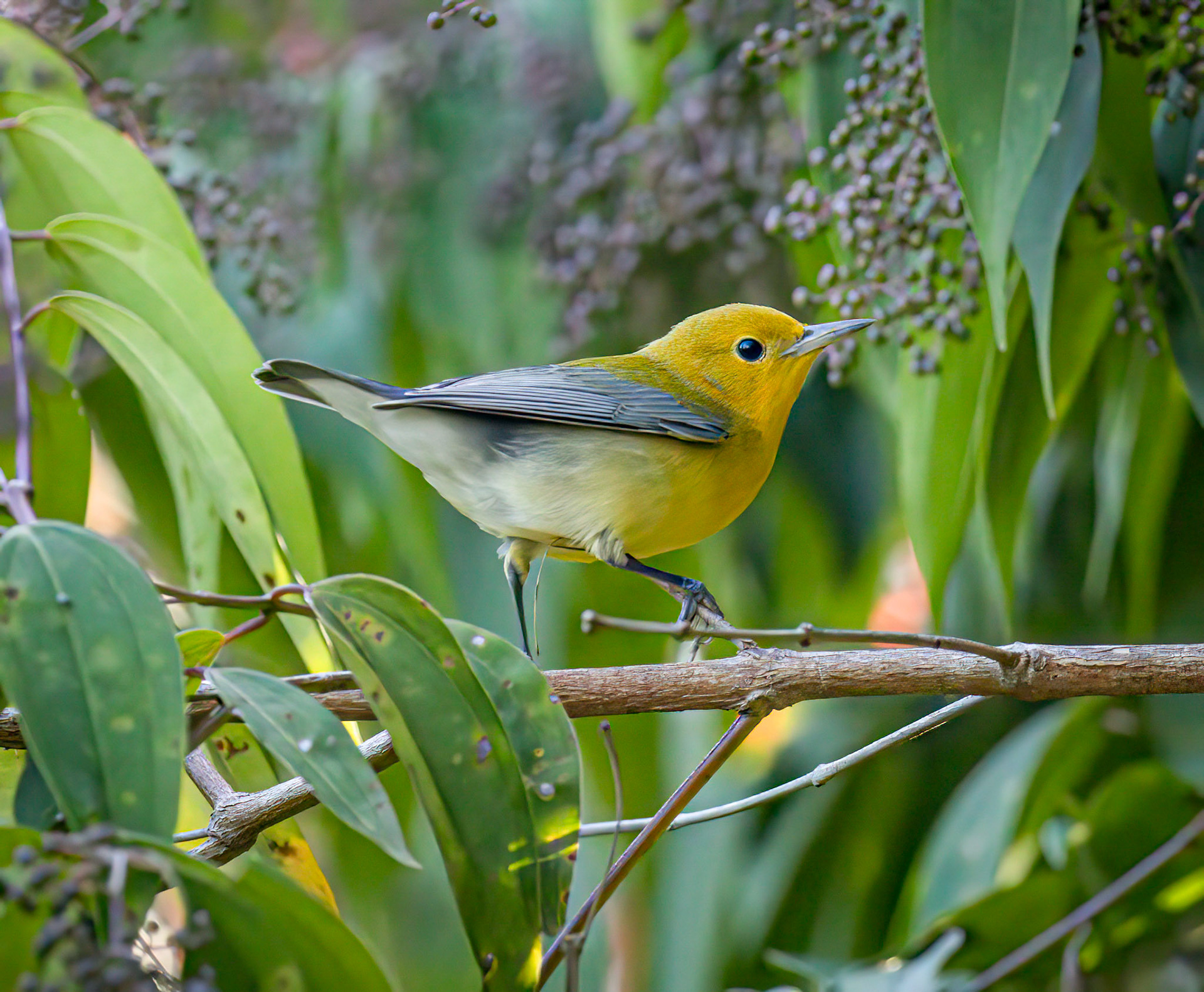 Prothonotory Warbler