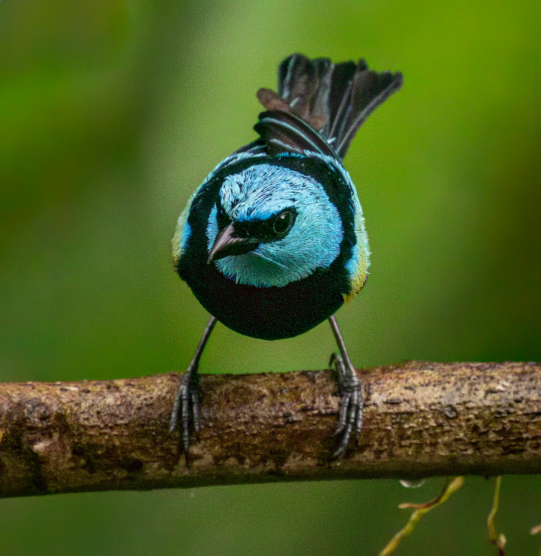 Blue-necked Tanager